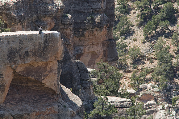 Grand Canyon NP
