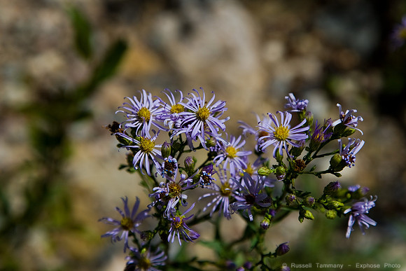 1D3_0194_raw