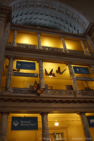 National Museum of Natural History