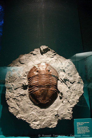 National Museum of Natural History