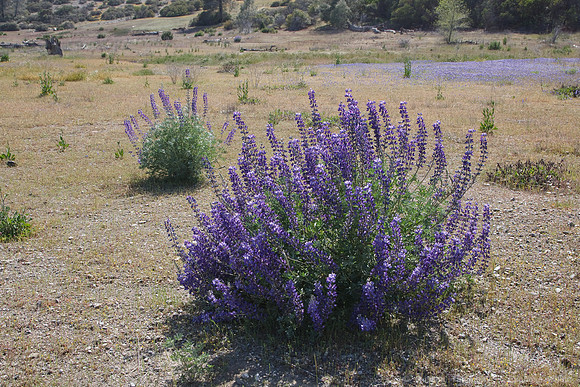Bartlett Springs Rd/ Indian Valley Reservoir