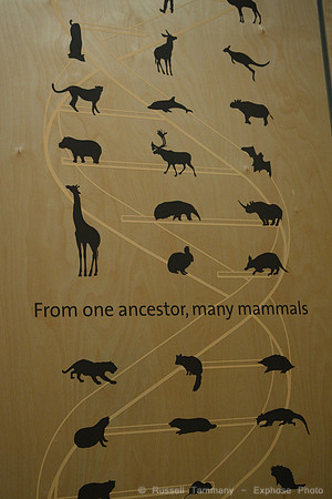 National Museum of Natural History