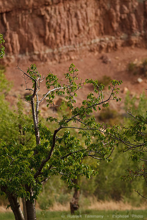 Capitol Reef NP