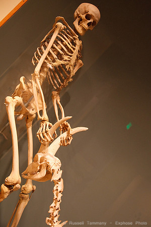 National Museum of Natural History