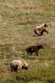 Denali NP