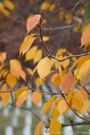Arlington National Cemetary