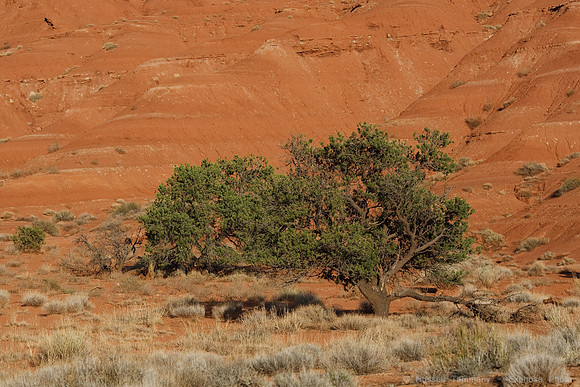 Capitol Reef NP